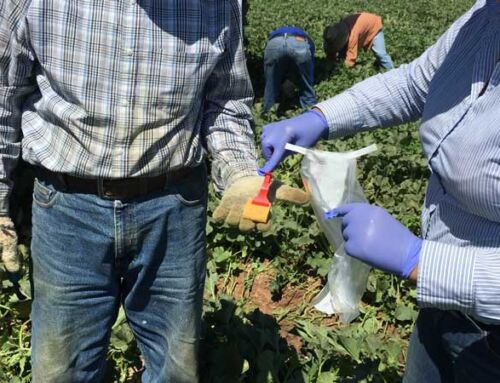 Control of Cross-Contamination during Field-pack Handling of Melons