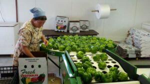 farmer packaging green bell peppers. 